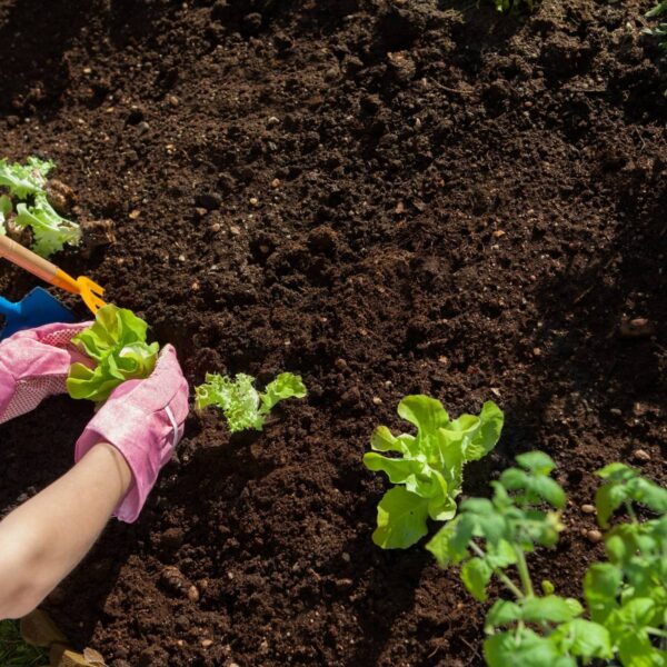 Sustainable Seed Library: Heirloom Vegetable Seeds for the UK Gardener